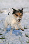 running Parson Russell Terrier