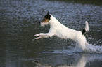 running Parson Russell Terrier