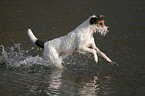 running Parson Russell Terrier