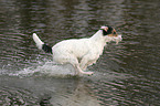 running Parson Russell Terrier