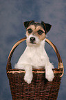 Parson Russell Terrier Portrait