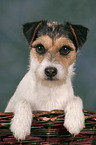 Parson Russell Terrier Portrait