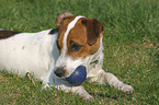 lying Parson Russell Terrier