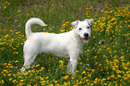 standing Parson Russell Terrier