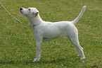 standing Parson Russell Terrier