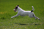 jumping Parson Russell Terrier