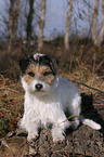 lying Parson Russell Terrier