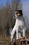 standing Parson Russell Terrier