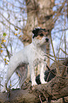 standing Parson Russell Terrier