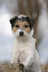 Parson Russell Terrier Portrait