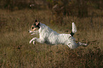 jumping Parson Russell Terrier