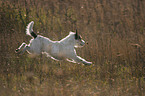 jumping Parson Russell Terrier