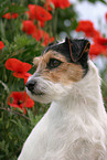 Parson Russell Terrier Portrait