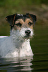 bathing Parson Russell Terrier