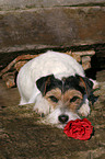 Parson Russell Terrier with rose