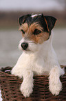 Parson Russell Terrier Portrait