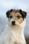 Parson Russell Terrier Portrait