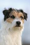 Parson Russell Terrier Portrait