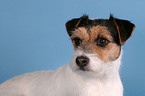 Parson Russell Terrier Portrait