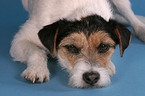 lying Parson Russell Terrier