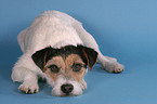 lying Parson Russell Terrier