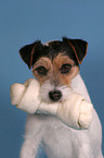 Parson Russell Terrier with chew bone