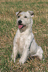 sitting Parson Russell Terrier