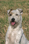 sitting Parson Russell Terrier