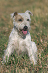 sitting Parson Russell Terrier