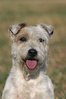 Parson Russell Terrier Portrait