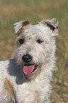 Parson Russell Terrier Portrait