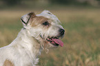 Parson Russell Terrier Portrait