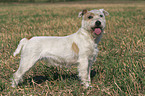 standing Parson Russell Terrier