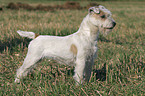 standing Parson Russell Terrier