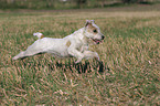 running Parson Russell Terrier