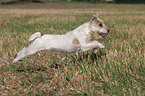 running Parson Russell Terrier