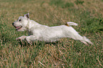 running Parson Russell Terrier