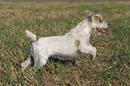 running Parson Russell Terrier