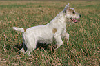 running Parson Russell Terrier