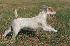 running Parson Russell Terrier