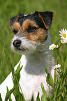 Parson Russell Terrier Portrait