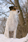 sitting Parson Russell Terrier