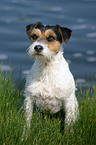 sitting Parson Russell Terrier