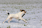 running Parson Russell Terrier