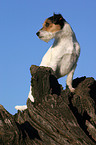 Parson Russell Terrier on tree root