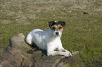 lying Parson Russell Terrier