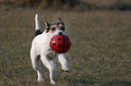 playing Parson Russell Terrier