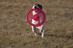 playing Parson Russell Terrier