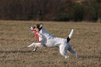 playing Parson Russell Terrier