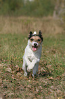 running Parson Russell Terrier